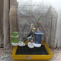 قفس پرنده