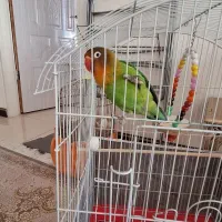 طوطی برزیلی