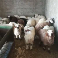 بره رگا شده شیر مست