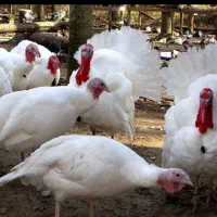 بوقلمون گوشتی