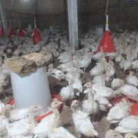 جوجه بوقلمون بیوتی ۲۰روزه