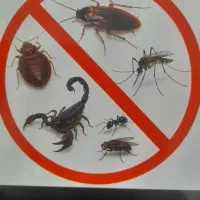 سمپاشی ساس سوسک حشرات موزی