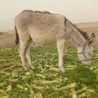 کره الاغ