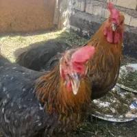 مرغ تخم گزار