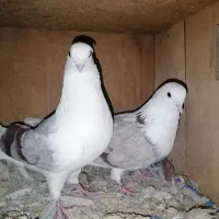 کبوتر هما