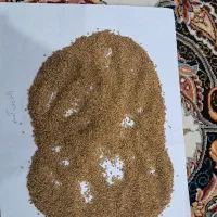 برداشت تناژ بالا با بذر یونجه.