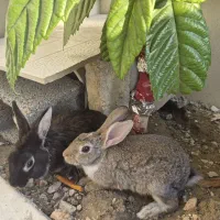 خرگوش