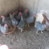 خروس جوان