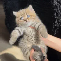 بچه گربه گلد