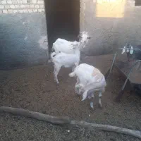 بز و کره چکی