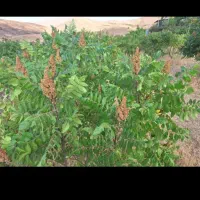 سماق|خوردنی و آشامیدنی|سنندج, |دیوار