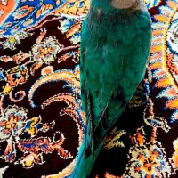 طوطی راهب فوق دستی آبی پرنگ با رگه کاربنی