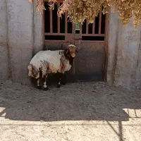 قوچ سرحال