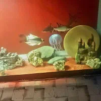 سیلورشارک کوی مایان بلک گوست