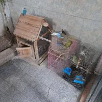 ۲ جفت مرغ عشق خاص