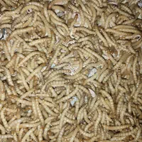 فروش کرم میلورم زنده