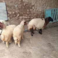 شک داشتی