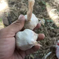 سیر|عمده‌فروشی|الشتر, |دیوار
