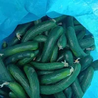 خیار محلی عمده