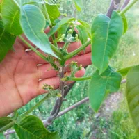 نهال  (اشکان حمیدوند)