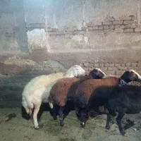 گوسفند فروشی