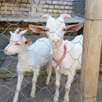 بزغاله نر سانون