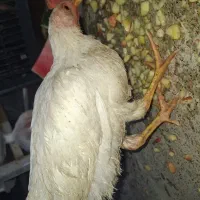 جوجه خروس