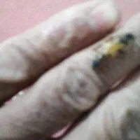 ملکه زنبور عسل