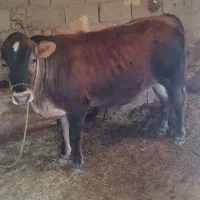 گوساله بومی دورگ سیمینتال