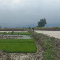 بذر ندا  آماده نشا مرزنکلاته مرزنکلاته