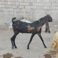 حمیدیه