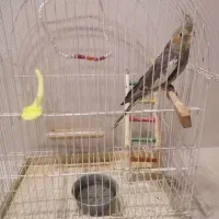 عروس هلندی 3 ماه با وسایل