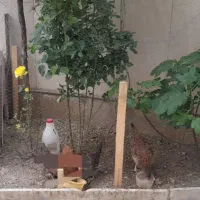 توری و جای مرغ