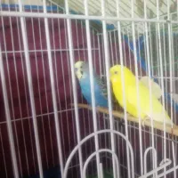 جفت مولد مرغ عشق انگلیسی و معمولی اهلی