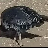 بوقلمون سرحال ارگانیک