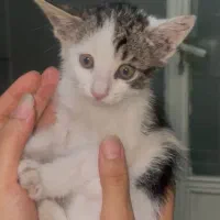 بچه گربه نره واگذاری رایگان