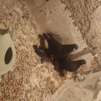 کبوتر قره اهر