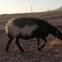 میش ابستن سنگین