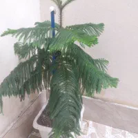 کاج مطبق