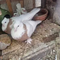 کبوتر طوقی دوکتی قفس چوبی پرنده طوطی فنچ مرغ عشق