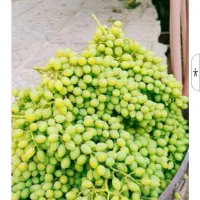 غوره درجه یک دیم آب دهی بسیار بالا