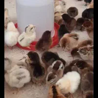 جوجه مرغ و خروس محلی رسمی گلپایگان .اردک.کاکلی