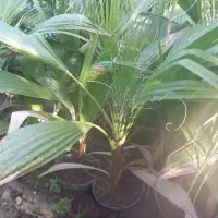 فونیکس و ژینکو و پالم تنه قرمز و پالم آبی