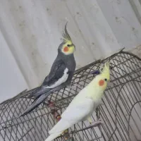 عروس هلندی