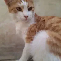 گربه دی اس اچ