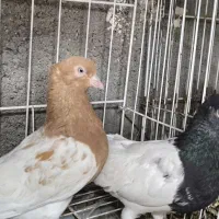 گله‌ای نر