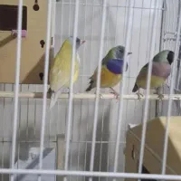 دو جفت گلدین مولد رو تخم