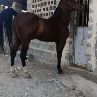 اسب نریان درشور
