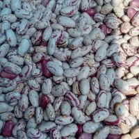 لوبیا چیتی