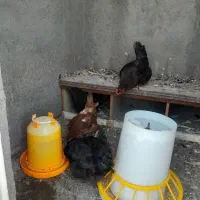 مرغ تخم گذار گلپایگان یکساله